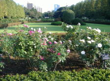 French style rose garden